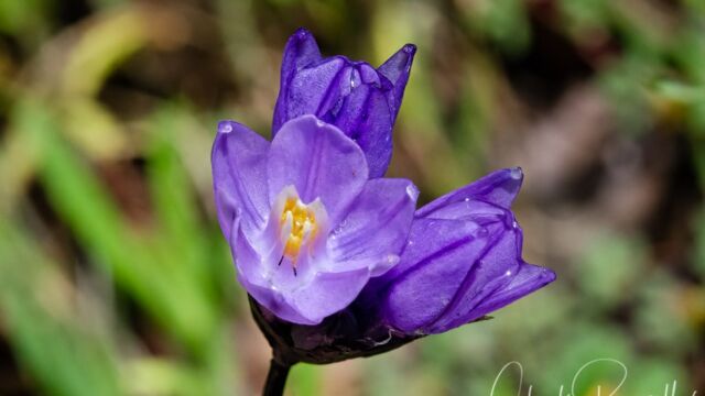 Dichelostemma capitatum ssp. capitatum Blue dicks, Dichelostemma capitatum ssp. capitatum
