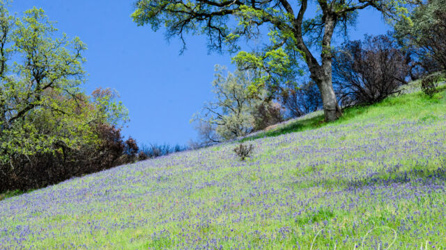A hillside of Sky Lupine along Road 53