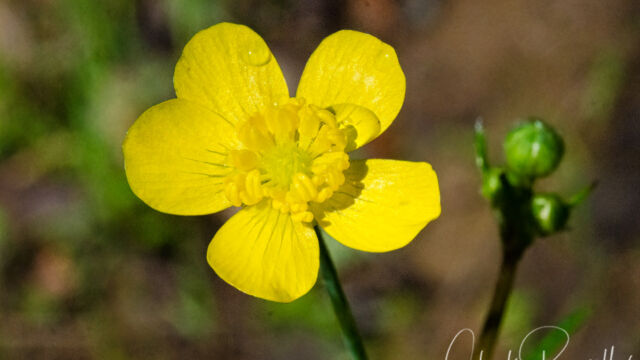 Ranunculus occidentalis Western buttercup, Ranunculus occidentalis