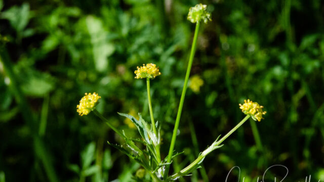 Sanicula bipinnata Poison sanicle, Sanicula bipinnata
