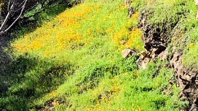 The hillsides to the west of the road can be filled with Foothill Poppies The hillsides to the west of the road can be filled with Foothill Poppies