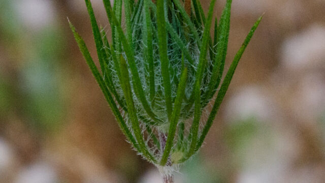 Leptosiphon ciliatus Whiskerbrush, Leptosiphon ciliatus