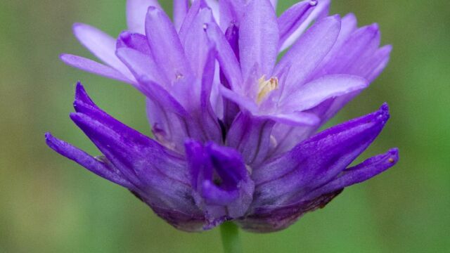 Dichelostemma multiflorum Roundtooth ookow, Dichelostemma multiflorum