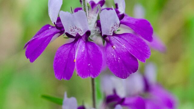 Purple chinese houses Collinsia heterophylla, Purple chinese houses