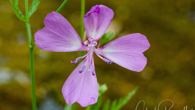 Clarkia biloba ssp. brandegeeae. CNPS 4.2 Brandegee's clarkia, Clarkia biloba ssp. brandegeeae