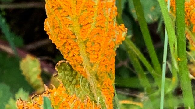 Rust fungus on berry plant Gymnoconia peckiana