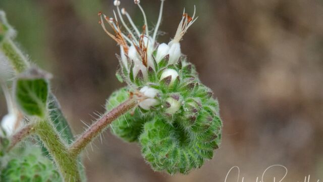 Phacelia imbricata Imbricate phacelia, Phacelia imbricata
