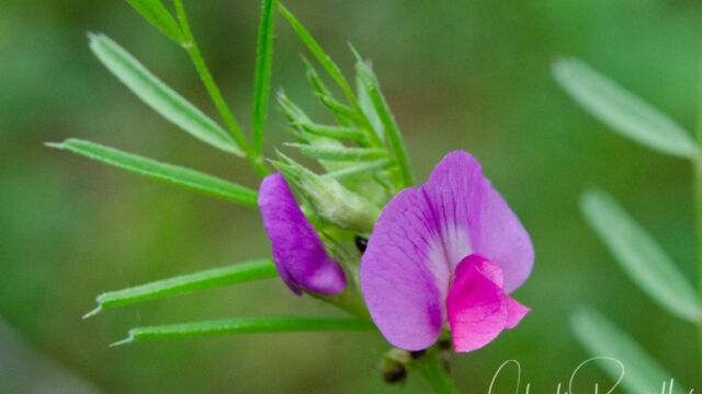 Vicia sativa Spring vetch, Vicia sativa