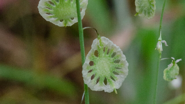 Thysanocarpus curvipes Fringe pod, Thysanocarpus curvipes
