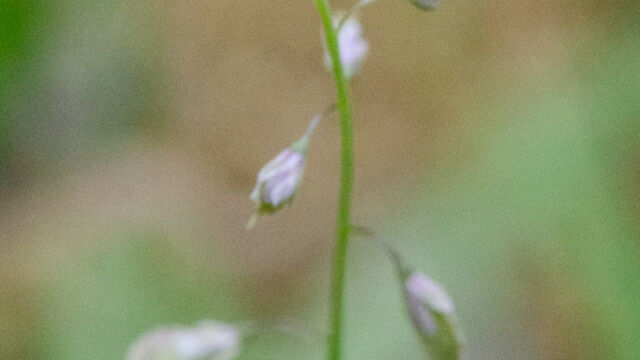 Thysanocarpus curvipes Fringe pod, Thysanocarpus curvipes