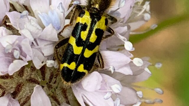 Trichodes ornatus Ornate Checkered Beetle, Trichodes ornatus