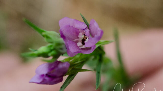 Clarkia purpurea (closing up due to darkness) Winecup clarkia, Clarkia purpurea