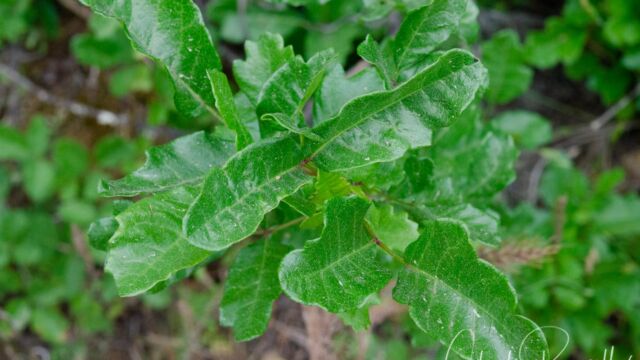 Toxicodendron diversilobum Poison oak, Toxicodendron diversilobum