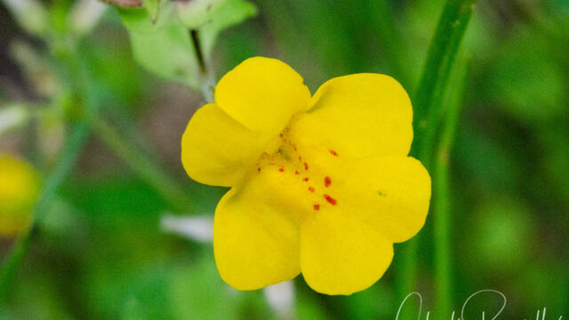 Erythranthe guttata Yellow monkey flower, Erythranthe guttata