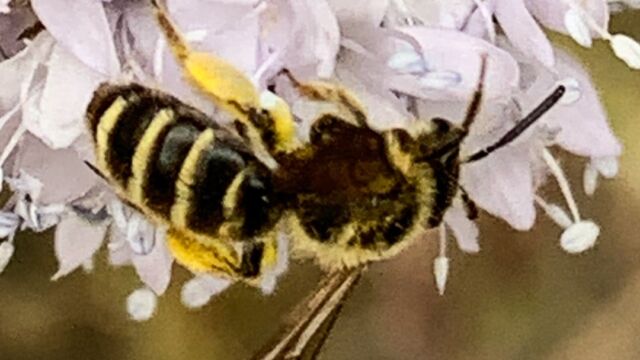 Andrena sp. (possibly Golden-haired Miner Bee, Andrena auricoma) Mining Bee, Andrena sp.