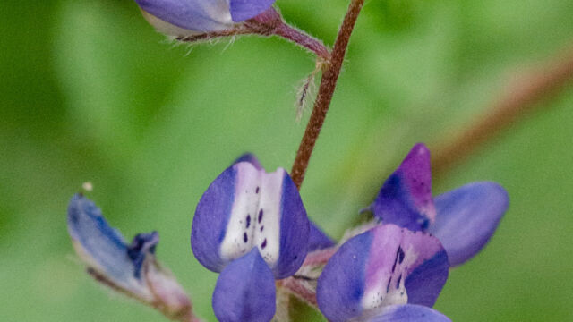 Lupinus bicolor Miniature lupine, Lupinus bicolor