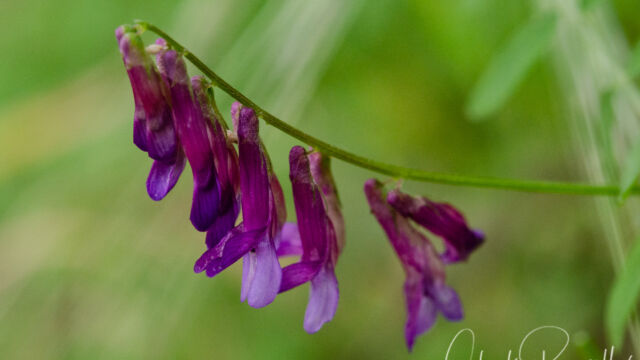 Vicia villosa Hairy vetch, Vicia villosa