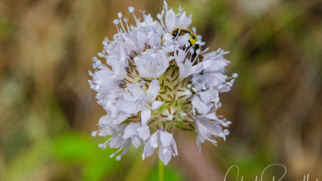 Gilia capitata Bluehead gilia, Gilia capitata