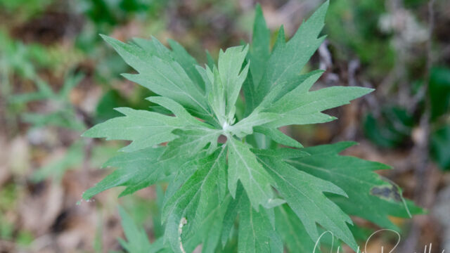 Artemisia douglasiana California mugwort, Artemisia douglasiana