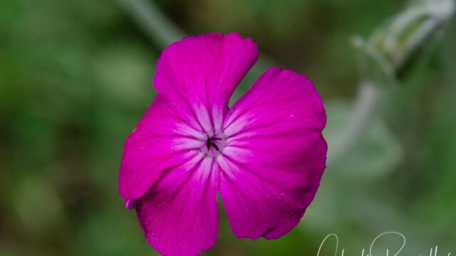 Lychnis coronaria Rose campion, Lychnis coronaria