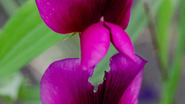 Lathyrus tingitanus Tangier pea, Lathyrus tingitanus