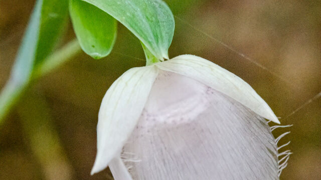Calochortus albus White fairy lantern, Calochortus albus
