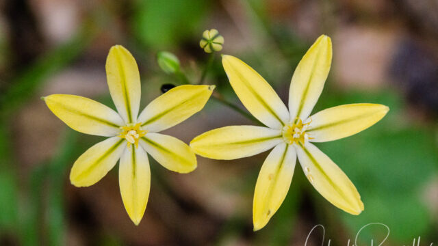 Triteleia ixioides Pretty face, Triteleia ixioides