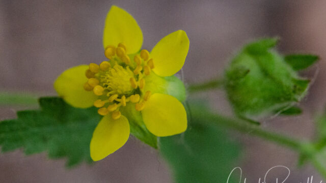 Drymocallis glandulosa Sticky cinquefoil, Drymocallis glandulosa