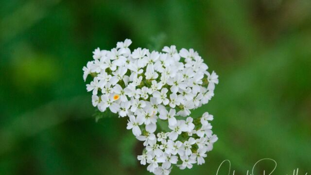 Achillea millefolium Common yarrow, Achillea millefolium