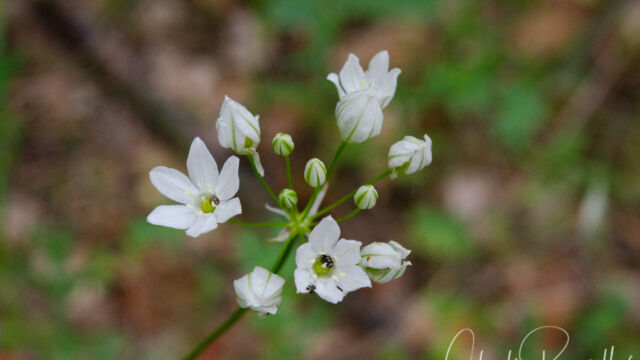 Triteleia hyacinthina Wild hyacinth, Triteleia hyacinthina