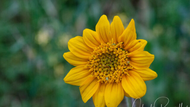 Tough time keying this one. Looks more like Wyethia angustifolia but leaves too wide, or Balsamorhiza sagittata but again the leaves are wrong (and elevation is a bit low for that) Wyethia or Balsamorhiza?