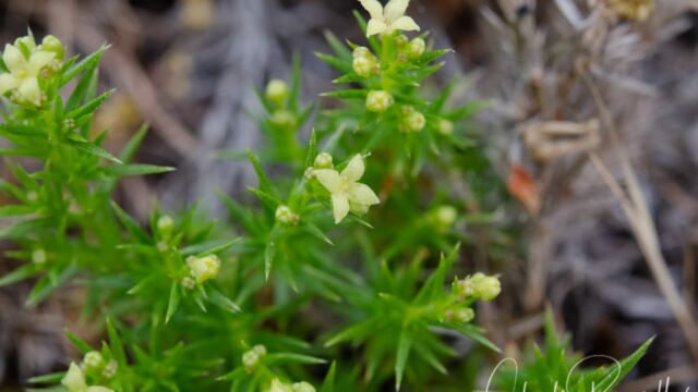 Galium andrewsii ssp. gatense. CNPS rank 4.2 Phlox-leaf serpentine bedstraw, Galium andrewsii ssp. gatense.