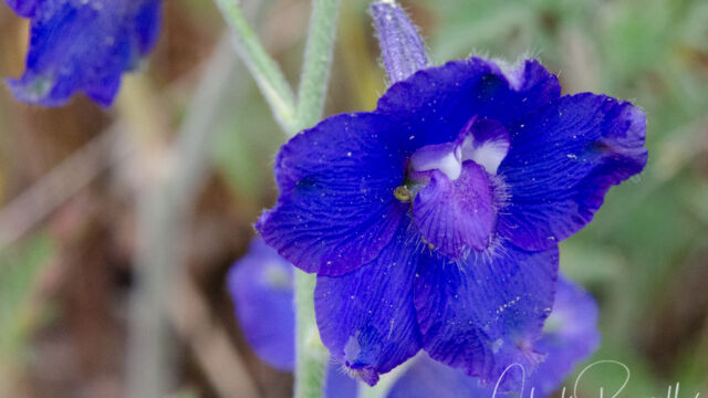 Delphinium variegatum ssp. variegatum Royal larkspur, Delphinium variegatum ssp. variegatum