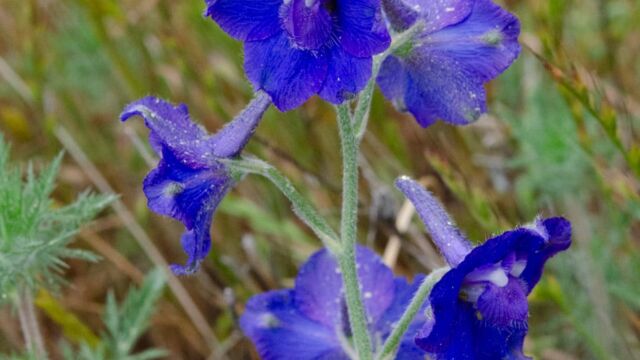 Delphinium variegatum ssp. variegatum Royal larkspur, Delphinium variegatum ssp. variegatum