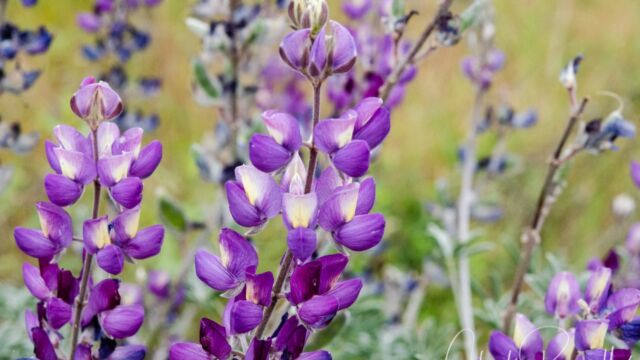 Lupinus albifrons Silver bush lupine, Lupinus albifrons