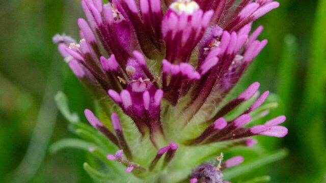 Castilleja exserta ssp. exserta Purple owl's clover, Castilleja exserta ssp. exserta