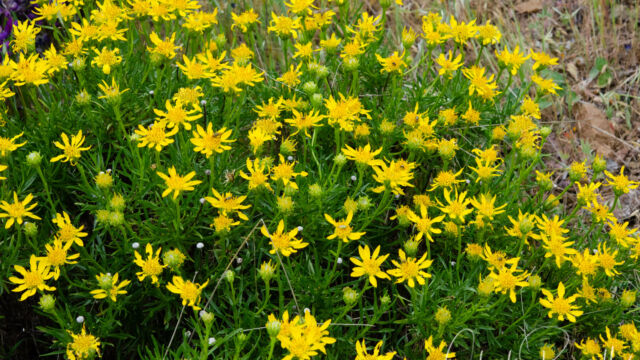 Ericameria linearifolia Interior goldenbush, Ericameria linearifolia