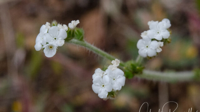 Plagiobothrys sp. Possibly Plagiobothrys notofulvus? Popcornflower, Plagiobothrys sp. Possibly Plagiobothrys notofulvus?