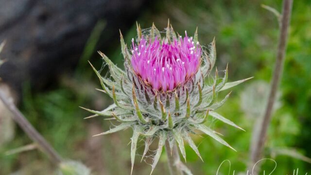 Cirsium occidentale Cobweb thistle, Cirsium occidentale
