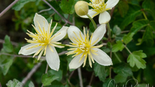 Clematis lasiantha Chaparral clematis, Clematis lasiantha