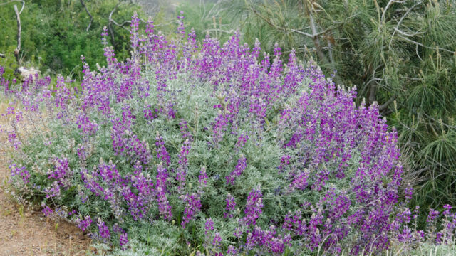 Lupinus albifrons Silver bush lupine, Lupinus albifrons