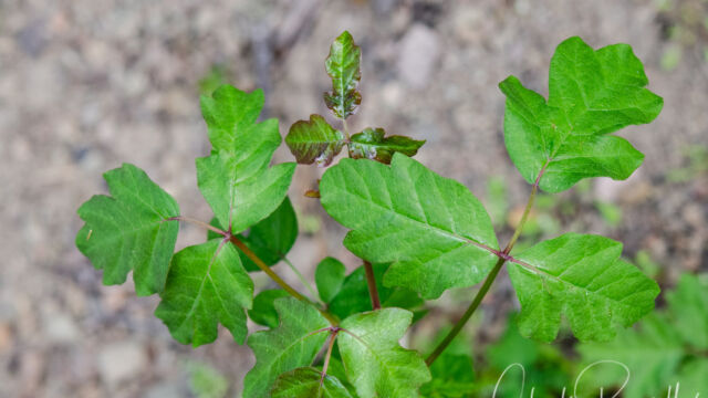 Toxicodendron diversilobum Poison oak, Toxicodendron diversilobum