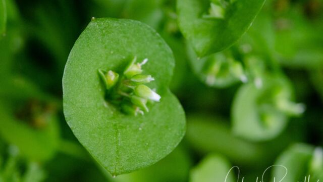 Claytonia parviflora ssp. parviflora Narrow leaved miner's lettuce, Claytonia parviflora ssp. parviflora