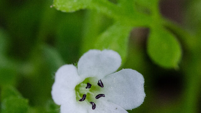 Nemophila heterophylla Canyon nemophila, Nemophila heterophylla