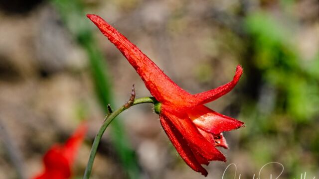 Delphinium nudicaule Red larkspur, Delphinium nudicaule