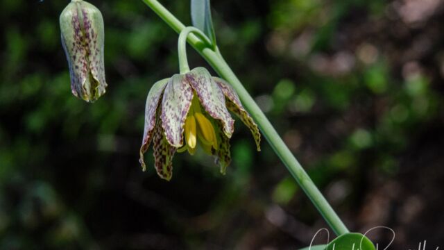 Fritillaria affinis Checker lily, Fritillaria affinis