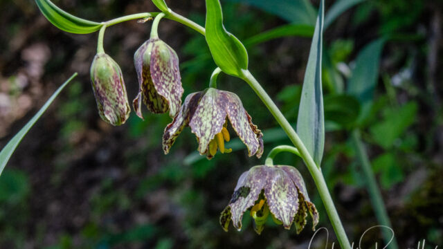Fritillaria affinis Checker lily, Fritillaria affinis