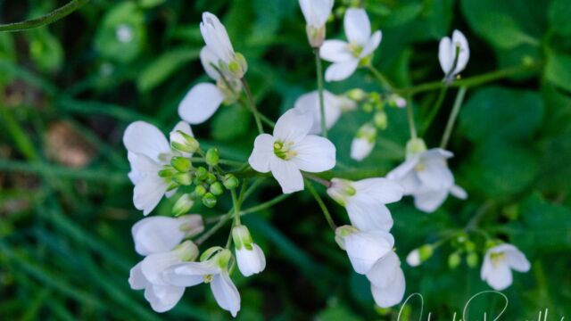 Cardamine californica Milk maids, Cardamine californica