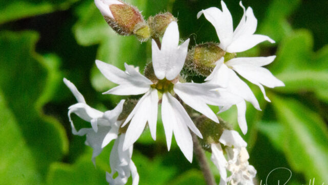 Lithophragma affine Woodland star, Lithophragma affine