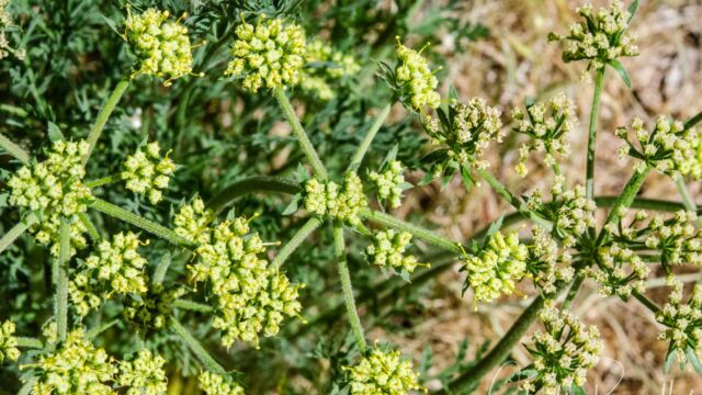 Lomatium macrocarpum Large fruited lomatium, Lomatium macrocarpum